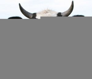 Ilusão de ótica em 10 imagens