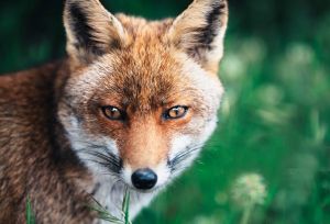 Olhos de raposa: procedimento estético demanda atenção e cuidado
