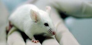 rato roedor pesquisa laboratorio cobaia 1480078704096 615x300
