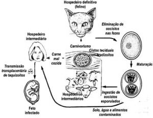 O ciclo do Toxoplasma gondii 