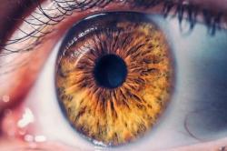 Pupila: conheça a Pupila: conheça a