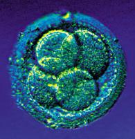 EUA autorizam teste com células-tronco embrionárias em pacientes