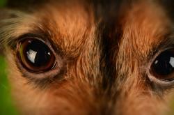 Como os cachorros enxergam? Mitos e verdades sobre a visão dos pets