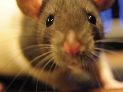 Ratos têm visão dupla que permite enxergar todo o ambiente ao redor Ratos têm visão dupla que permite enxergar todo o ambiente ao redor